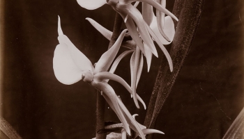 Wilhelm Weimar (1857–1917) :: Orchidee, 1898–1903. | src MK&G ~ Museum für Kunst und Gewerbe