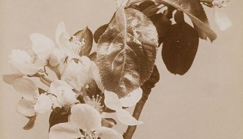 Wilhelm Weimar (1857–1917) :: Apple blossoms