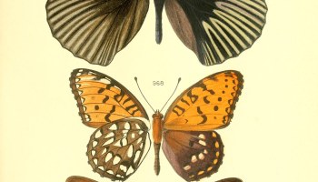 illustration of lepidoptera