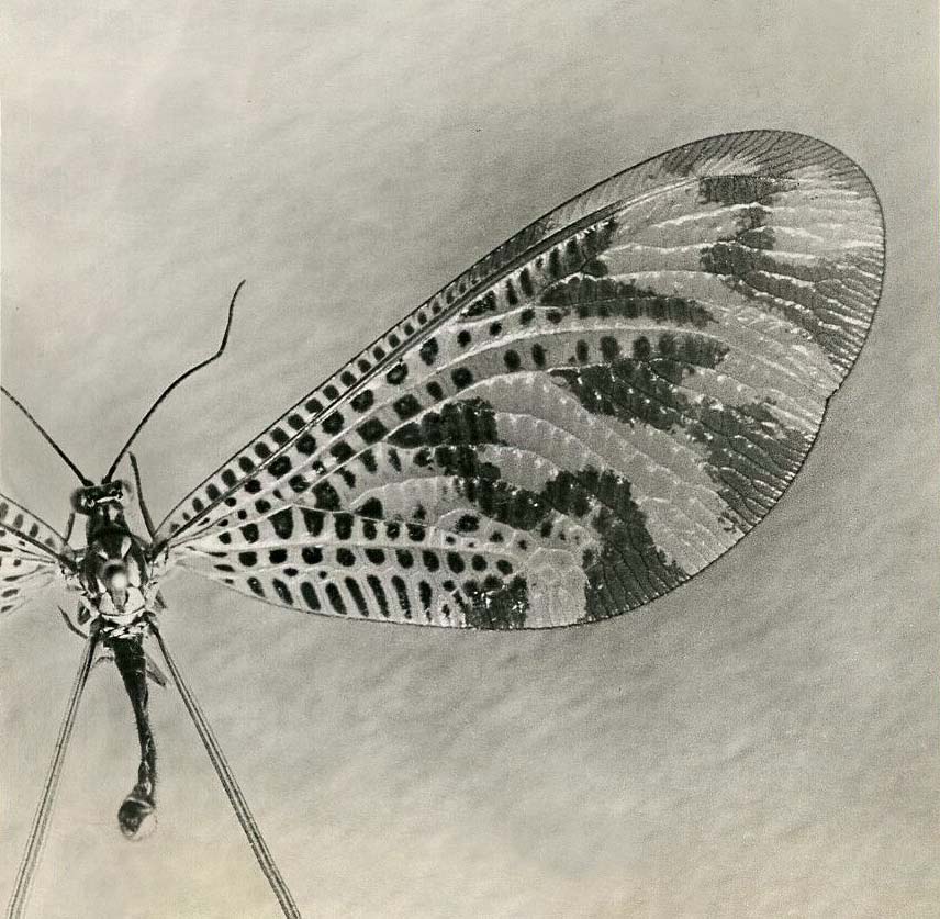 Pierre Auradon :: Insecte, vers 1950. Mention au dos: Photo / Pierre Auradon. | src eBay