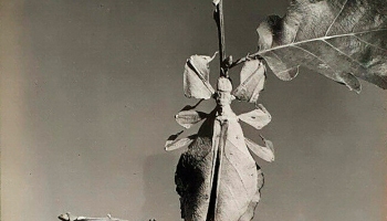 Pierre Auradon :: Insecte feuille (Leaf insect), 1950s. Au dos: Phyllium, Phyllie, insecte feuille / Photo Pierre Auradon. | src eBay