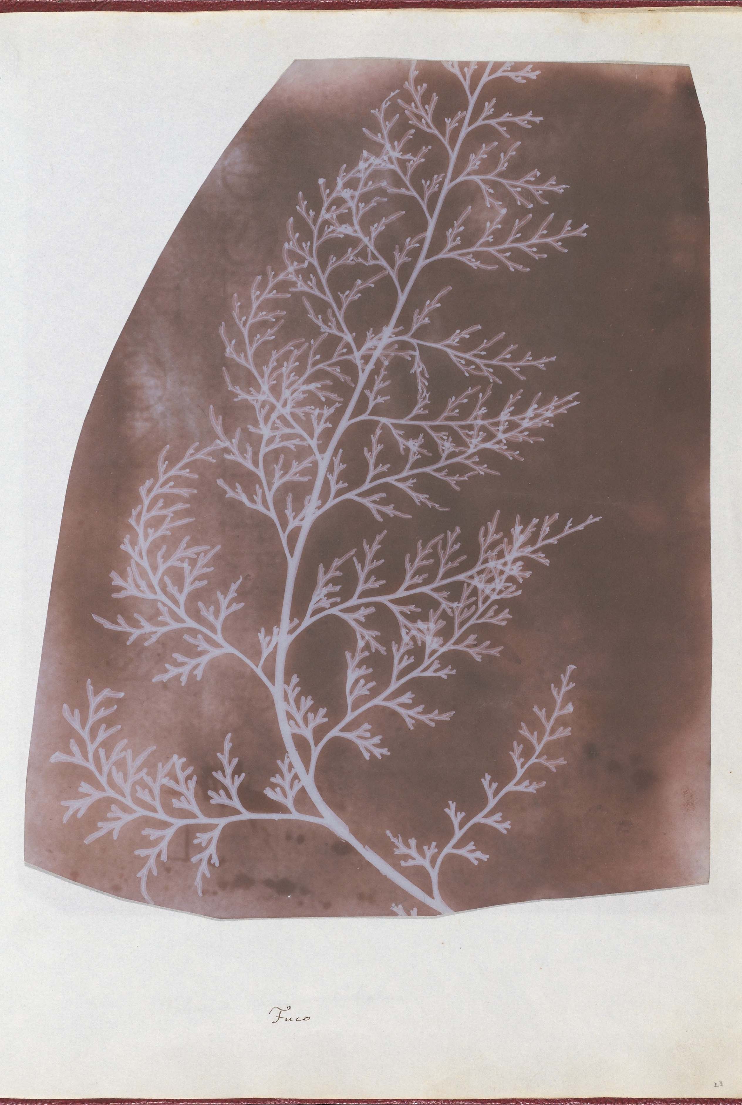 William Henry Fox Talbot :: Wrack (seaweed). Salted paper print, 1839. Photogenic drawing. | src The Met