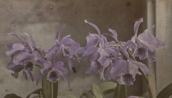 Jan Zdzisław Włodek :: Detail of an Autochrome of blooming orchids in the greenhouse of the Botanical Garden of the Jagiellonian University, Kraków, 1925