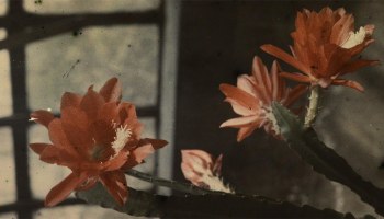 Jan Zdzisław Włodek :: Kaktus kwitnący na czerwono, 1927. Autochrome photograph of a blooming Epiphyllum cactus in the greenhouse of the Włodków villa in Kraków. | src Fundacja im. Zofii i Jana Włodków