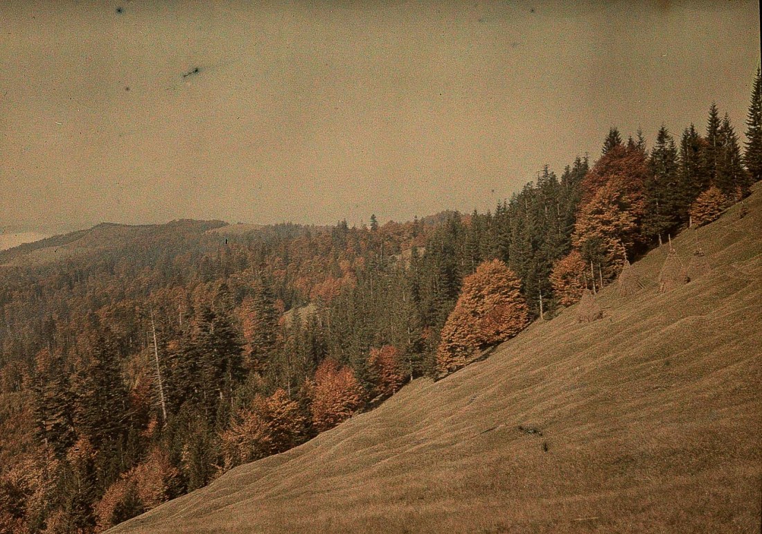 Jan Zdzisław Włodek :: Eastern Carpathians. Beech and fir forest, near Delatyn, September 29th, 1926. Autochrome Lumière. | Archive of the Włodek Family
