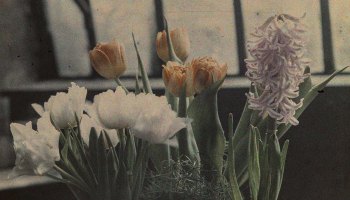 Jan Zdzisław Włodek :: Tulips and hyacinths. Greenhouse in Pędzichów, 1928. Autochrome of blooming tulips and hyacinths in the greenhouse of the Włodków villa in Kraków. | src Archiwum Rodziny Włodków z Dąbrowicy