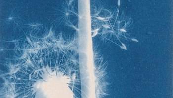 Bertha E. Jaques :: Dandelion Seeds, Taraxacium Officinale, ca. 1910, cyanotype photogram. | src Smithsonian American Art Museum