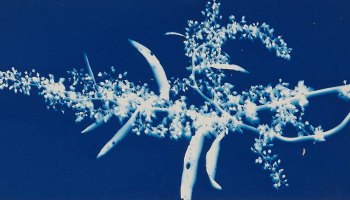 Bertha Evelyn Jaques :: Blossoms of Wild Dock, 1910. Cyanotype. | src MutualArt
