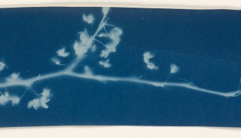 Bertha Jaques :: Photogram of a botanical specimen, 1900-1906. Cyanotype. | src MutualArt
