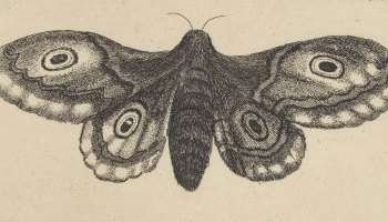 Wenceslaus Hollar :: Vlinders, torren en een mot [Butterflies, Beetles and a Moth], Antwerp, 1646. Insecten (series title) Muscarum Scarabeorum (series title). Etching. | src Rijksmuseum