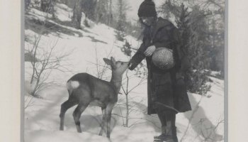woman feeding deer in the swiss alps in deep snow