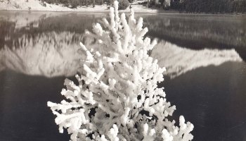 saint moritz, frozen tree, lake, winter landscape