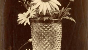 still life with daisies 1880s